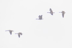 Branta canadensis moffitti