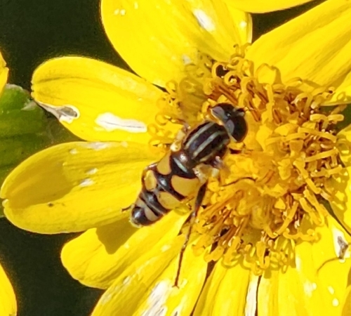Unknown species found near Garland @ Lakeland - N - FS, Dallas, TX 75218, USA