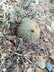 Coryphantha recurvata recurvata