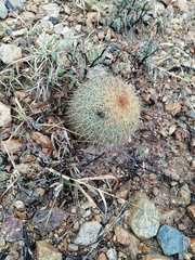 Coryphantha recurvata recurvata