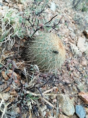 Coryphantha recurvata recurvata