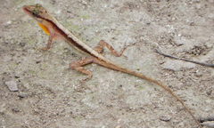 Anolis gaigei
