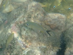 Haemulon carbonarium