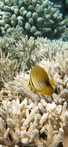 Zebrasoma desjardinii