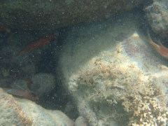 Neoniphon vexillarium