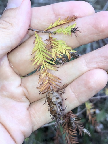 Unknown species found near E Fletcher Ave, Tampa, FL, US