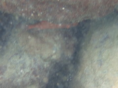 Neoniphon vexillarium