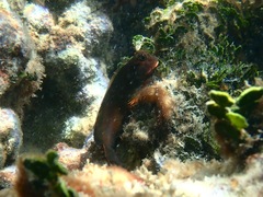 Ophioblennius macclurei