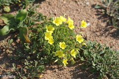 Oxalis copiosa
