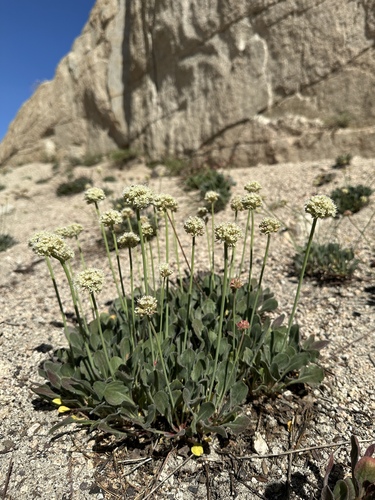 Inyo wild buckwheat (Eriogonum latens)