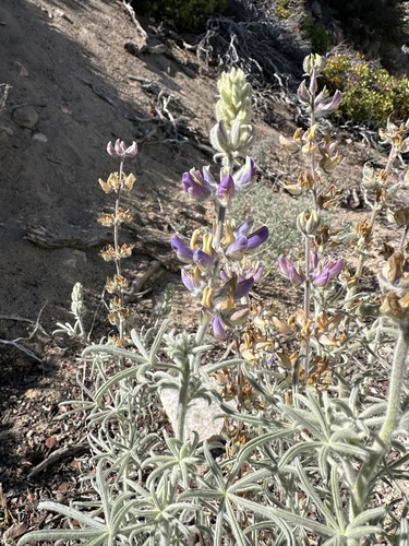 Father Crowley's lupine (Lupinus padre)