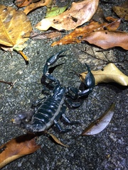 Heterometrus laevigatus