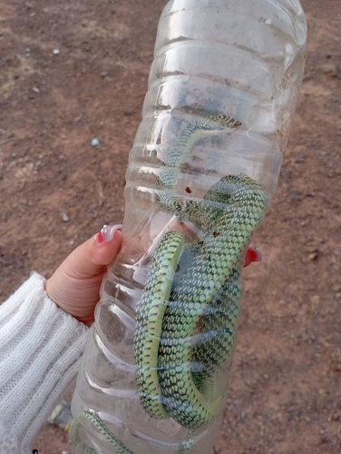 Golden Tree Snake