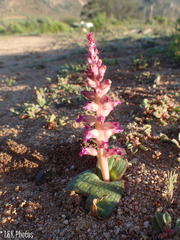 Lachenalia carnosa