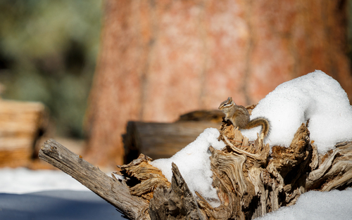 Chichimoco de Baja California observed by dariocantu