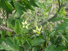 Solanum lycopersicum image