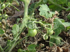 Solanum lycopersicum image