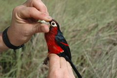 Lybius bidentatus