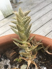Aloe juvenna