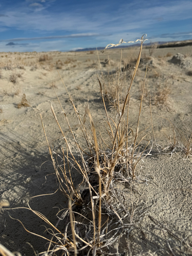 Sand Dropseed (Sporobolus cryptandrus)