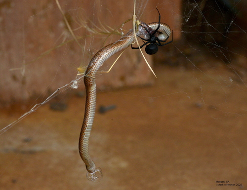 Spectacled Hooded Snake sighting
