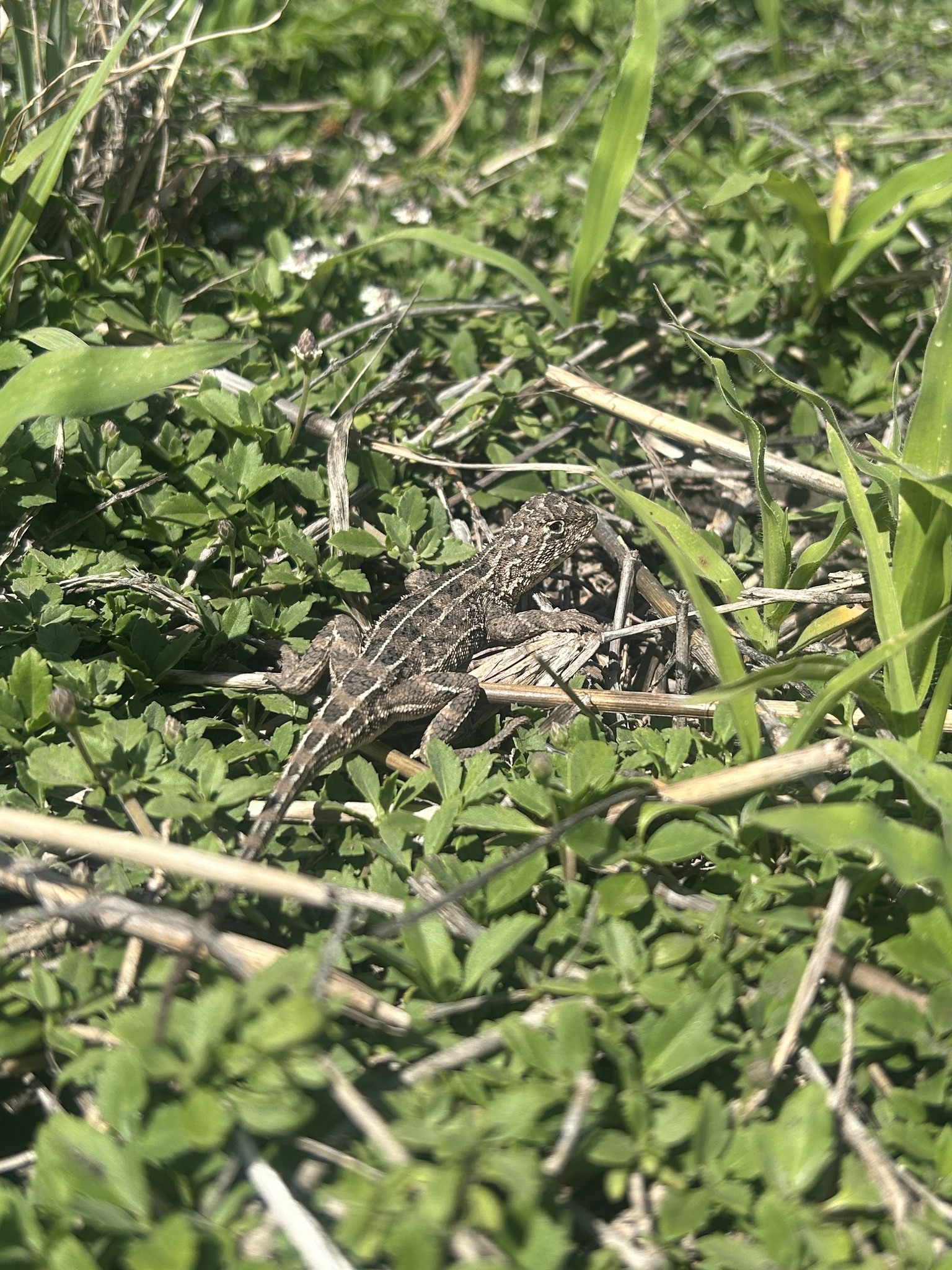 Condamine Earless Dragon photo 3
