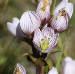 Gentianella patula