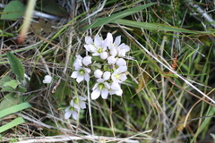 Gentianella patula