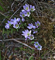 Gentianella patula