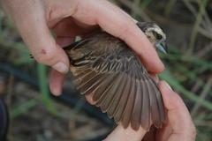 Pachyphantes superciliosus