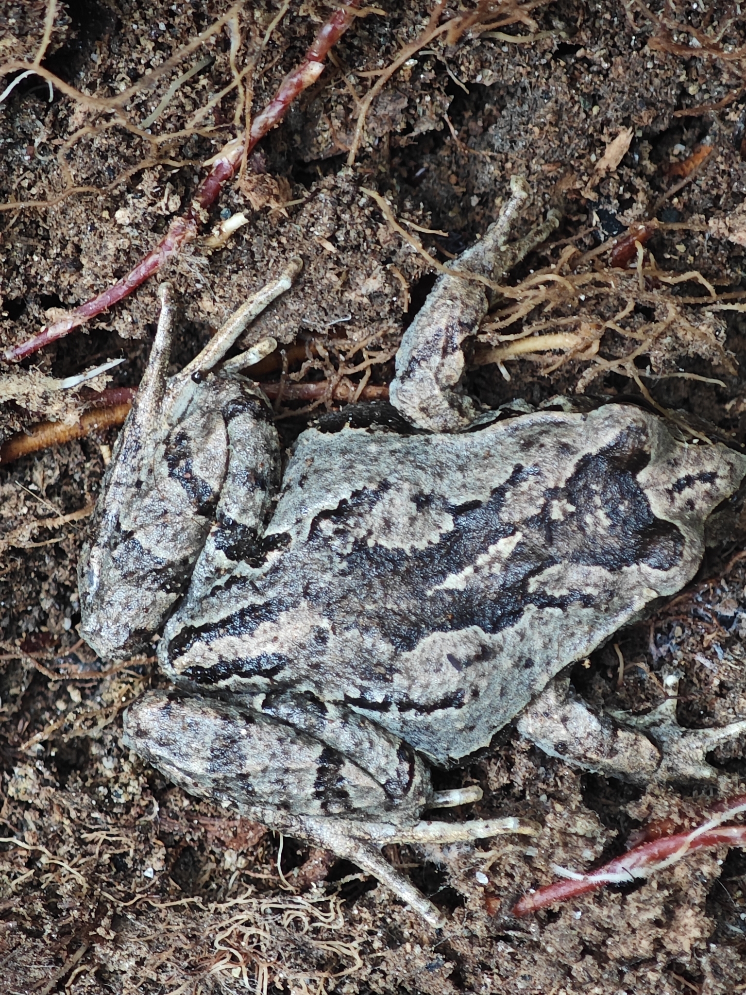 Eupsophus calcaratus (Günther, 1881)