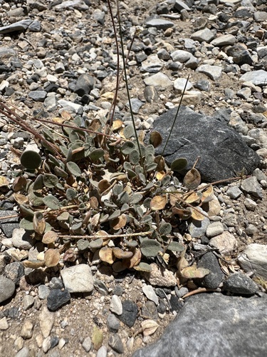 Dwarf sand verbena (Abronia nana)