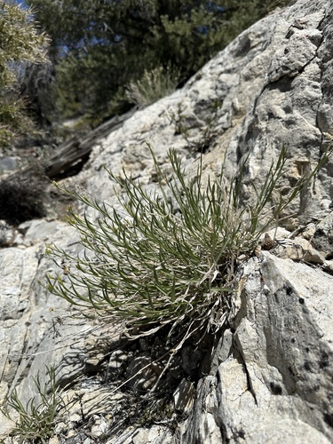 Panamint Rock Goldenrod (Cuniculotinus gramineus)