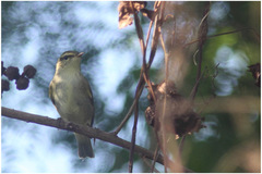 Phylloscopidae