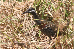 Gallirallus torquatus
