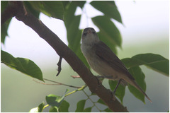 Acrocephalus stentoreus