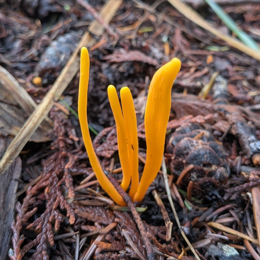 Clavulinopsis laeticolor · December 2025 · photo: © ssquazzo (iNaturalist, cc-by)