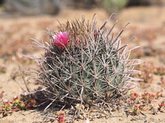 Ferocactus fordii