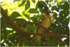 Phylloscopus xanthodryas