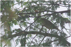 Phylloscopus examinandus