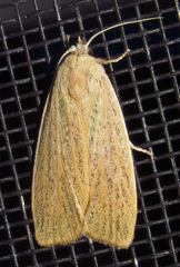 Palpidia pallidior