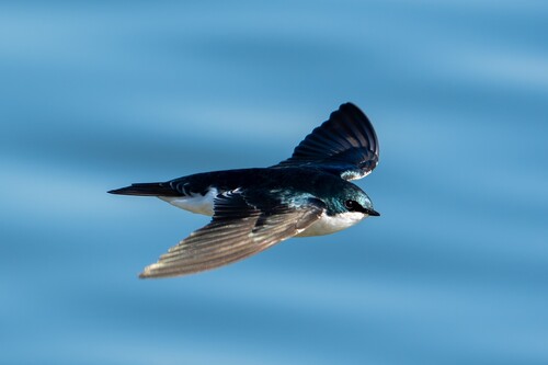 Tree Swallow