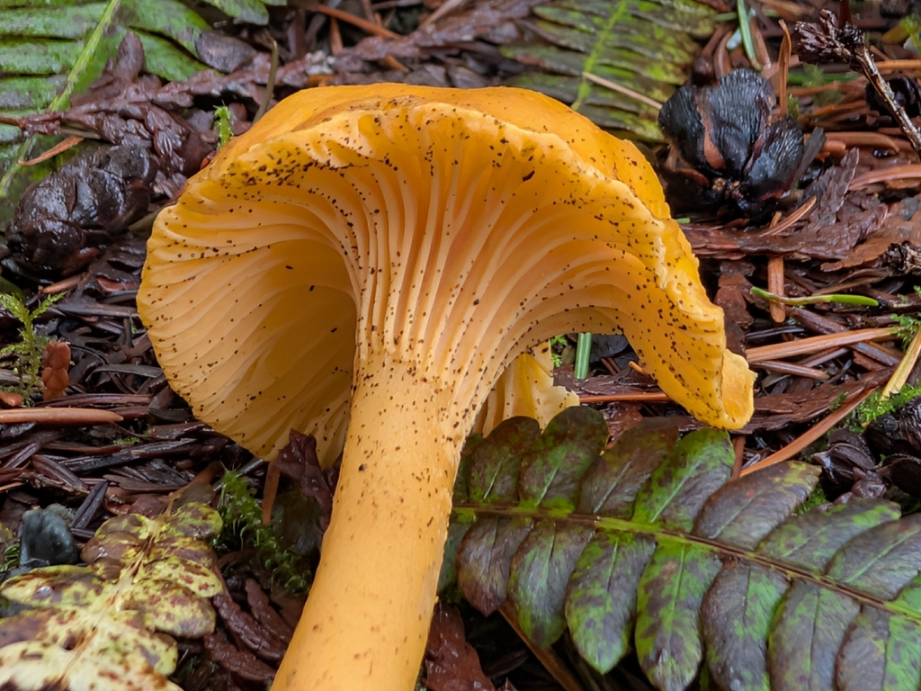Cantharellus formosus · December 2025 · photo: © criminy (iNaturalist, cc-by)