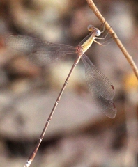 Lestes viridulus