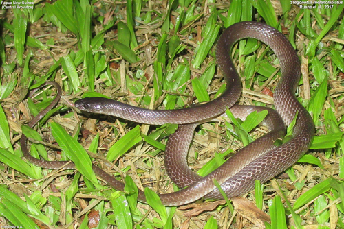 Black-lipped Groundsnake