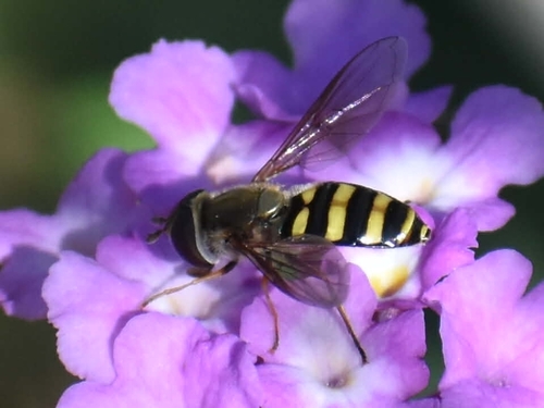 Unknown species found near Universal City, TX 78148, USA