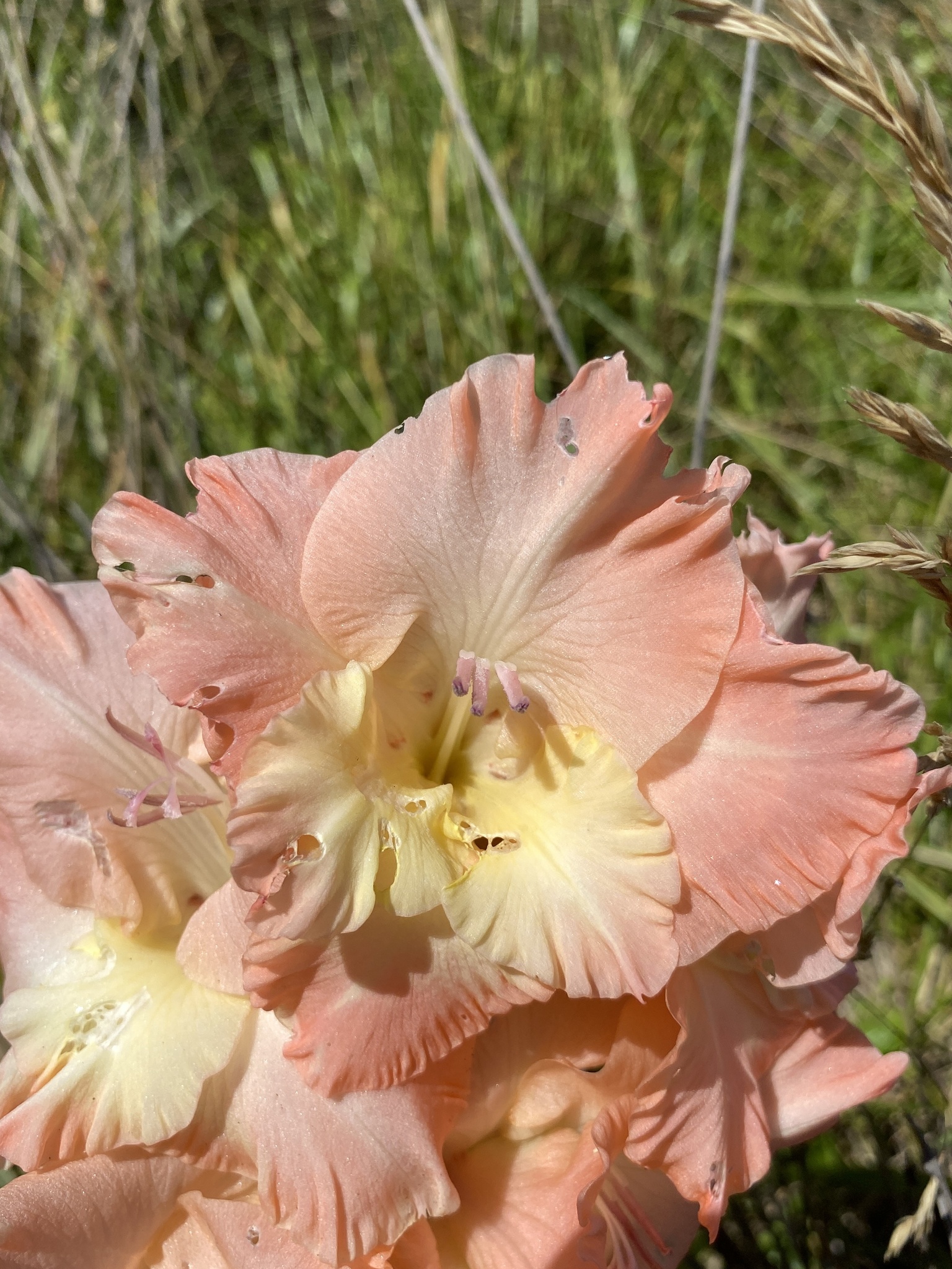 Large-Flowered Gladiolus (Gladiolus ×)
