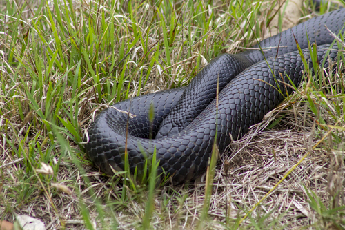 Red-bellied Black Snake sighting