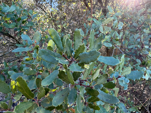 Torrey's Hybrid Oak (Quercus ×)