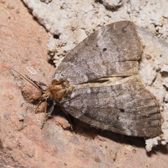 Ochropacha duplaris